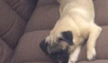 巴哥爆料最新人物,揭秘娱乐圈新晋人气明星的崛起之路